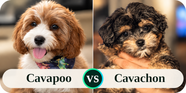 Cavapoo vs Cavachon: Which Is Right for You? 
