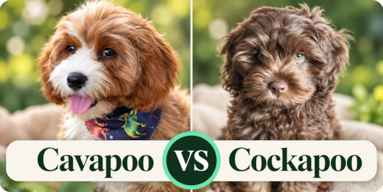 Cavapoo Vs Cockapoo Comparison