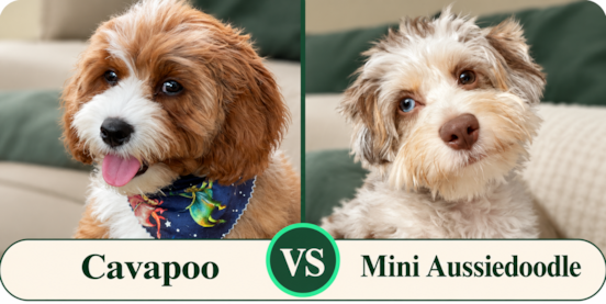 Cavapoo vs Mini Aussiedoodle Comparison