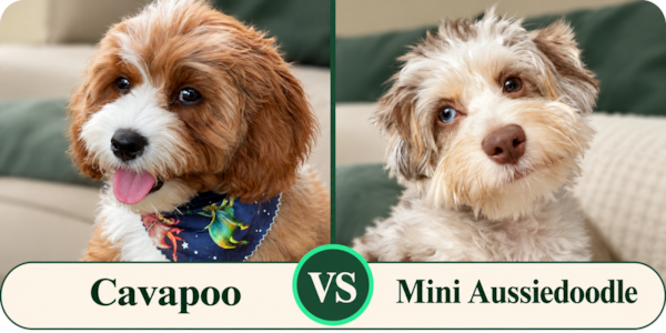 Cavapoo vs Mini Aussiedoodle: Which Is Right for You? 