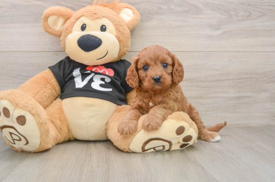 Best Cavapoo Baby
