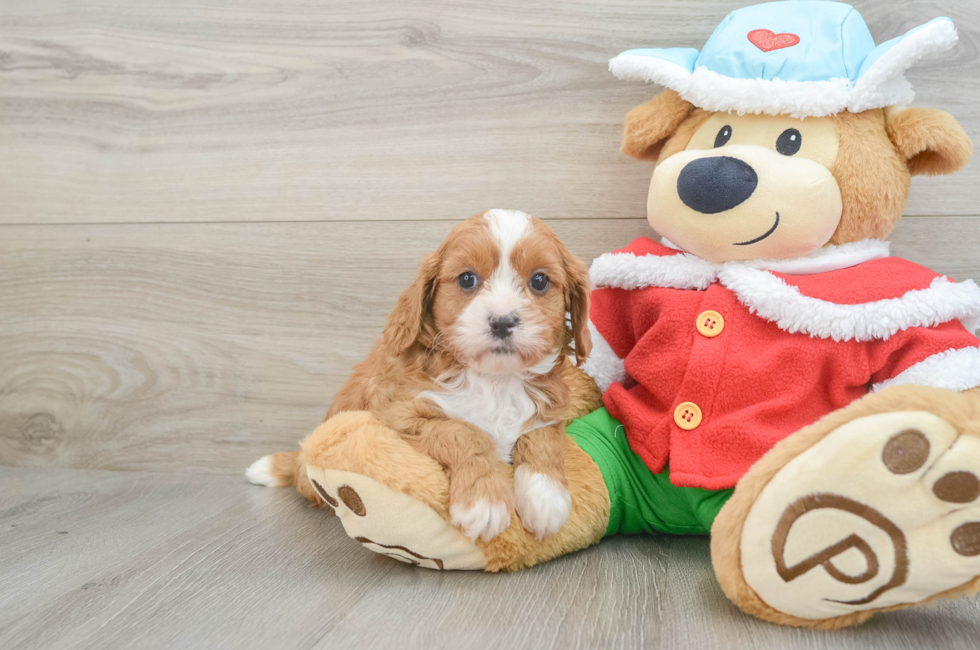 6 week old Cavapoo Puppy For Sale - Pilesgrove Pups