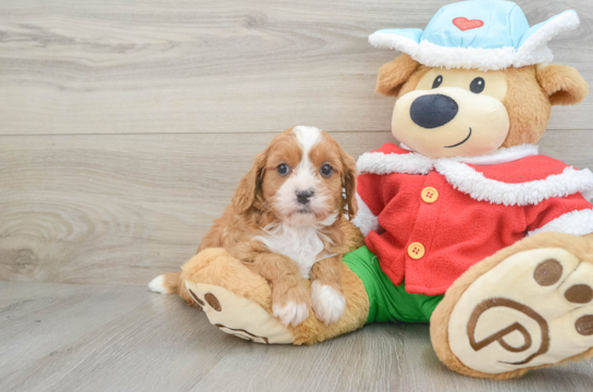 Cavapoo Pup Being Cute