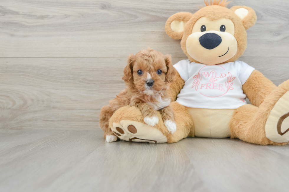 7 week old Cavapoo Puppy For Sale - Pilesgrove Pups