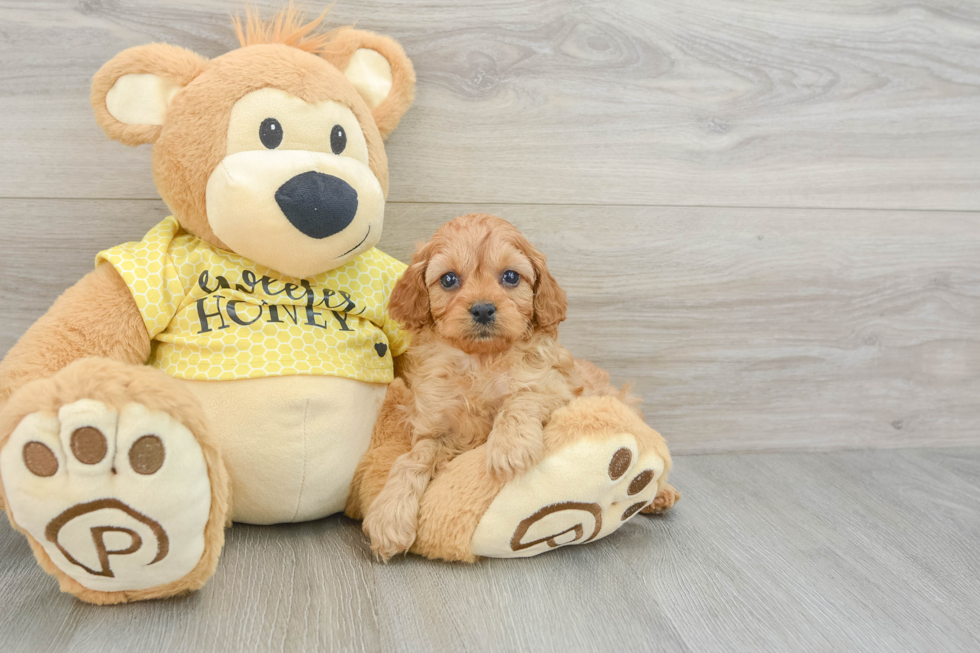 Sweet Cavapoo Baby