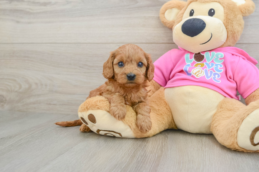 Playful Cavapoodle Poodle Mix Puppy