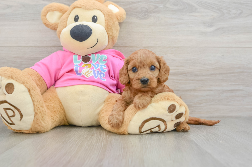 7 week old Cavapoo Puppy For Sale - Pilesgrove Pups