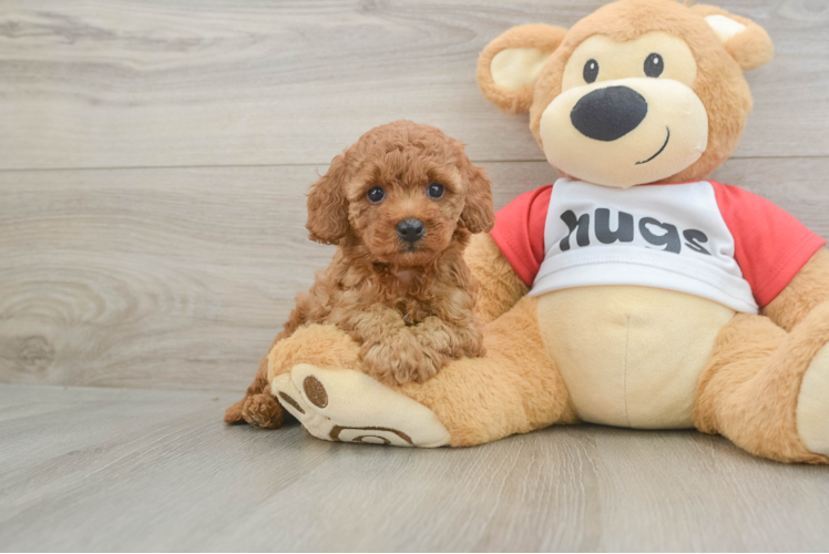 Smart Cavapoo Poodle Mix Pup