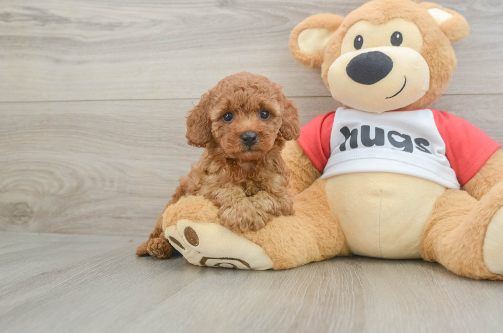 5 week old Cavapoo Puppy For Sale - Pilesgrove Pups