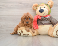 8 week old Cavapoo Puppy For Sale - Pilesgrove Pups
