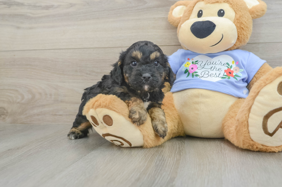 6 week old Cavapoo Puppy For Sale - Pilesgrove Pups