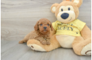 Cavapoo Puppy for Adoption