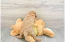 Cavapoo Puppy for Adoption