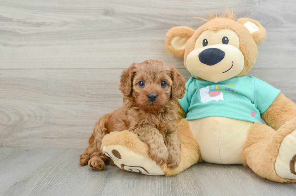 6 week old Cavapoo Puppy For Sale - Pilesgrove Pups