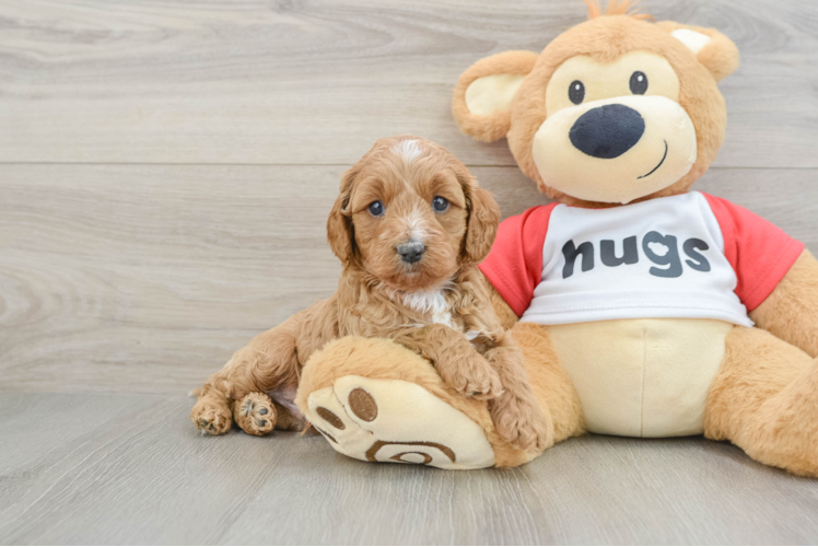 Best Cavapoo Baby