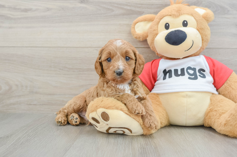 6 week old Cavapoo Puppy For Sale - Pilesgrove Pups