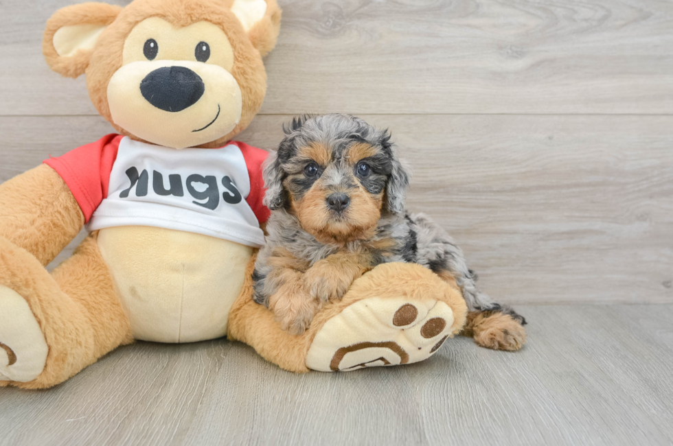 6 week old Cavapoo Puppy For Sale - Pilesgrove Pups