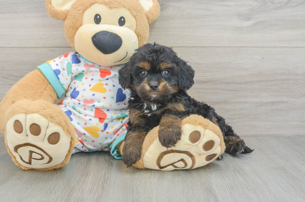 6 week old Cavapoo Puppy For Sale - Pilesgrove Pups