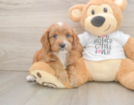 8 week old Cavapoo Puppy For Sale - Pilesgrove Pups