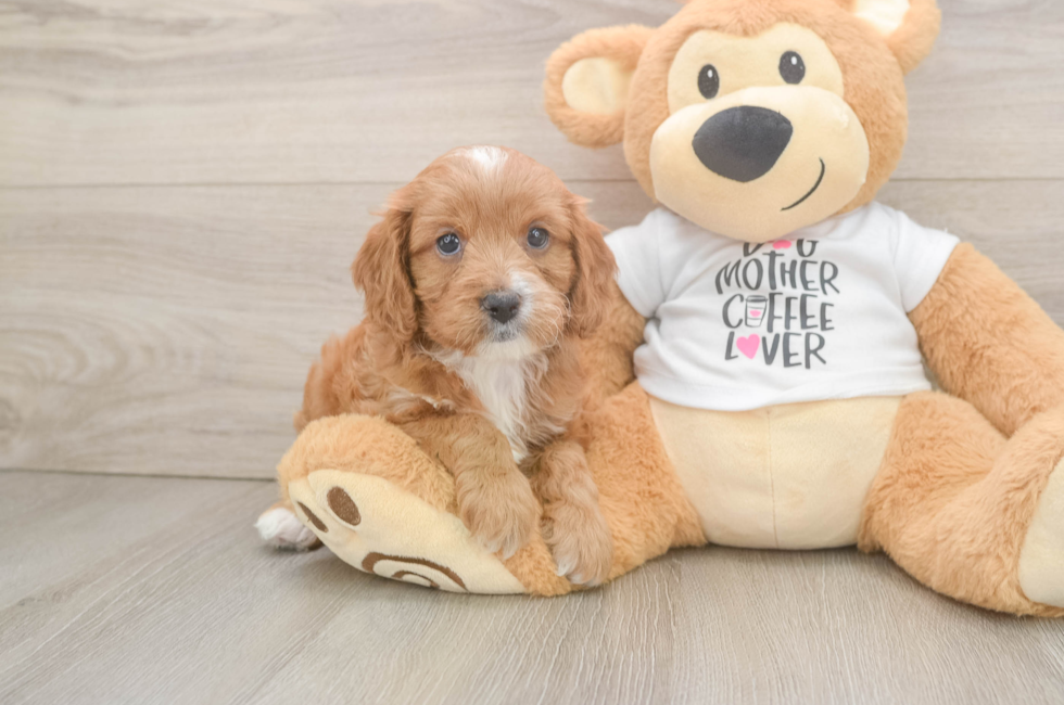 7 week old Cavapoo Puppy For Sale - Pilesgrove Pups
