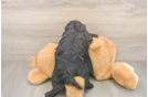 Cavapoo Puppy for Adoption