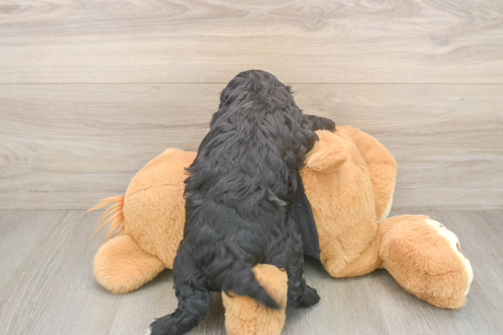 Cavapoo Puppy for Adoption