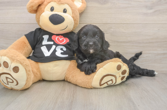 Cavapoo Puppy for Adoption