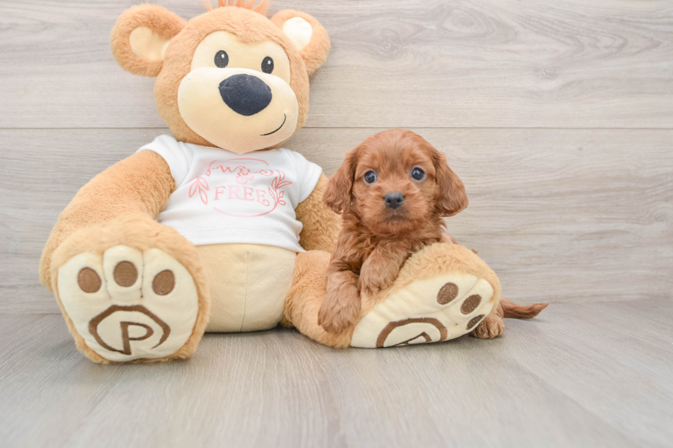 Best Cavapoo Baby