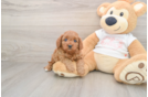Smart Cavapoo Poodle Mix Pup