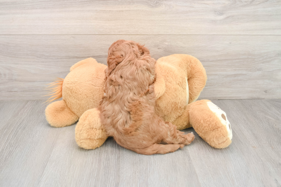 Cavapoo Pup Being Cute