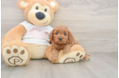Best Cavapoo Baby