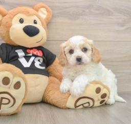 8 week old Cavapoo Puppy For Sale - Pilesgrove Pups