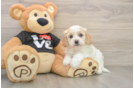 Best Cavapoo Baby