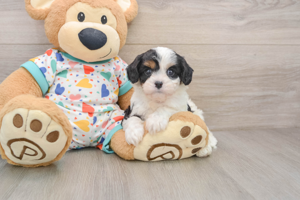 Cavapoo Pup Being Cute