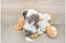 Best Cavapoo Baby