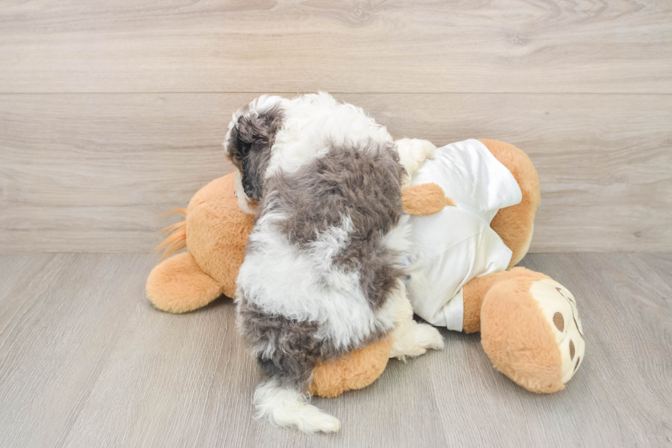Best Cavapoo Baby