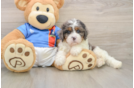 Petite Cavapoo Poodle Mix Pup