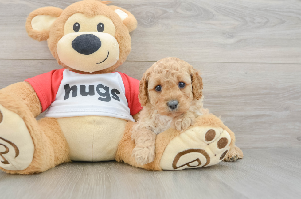 6 week old Cavapoo Puppy For Sale - Pilesgrove Pups