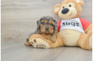 Best Cavapoo Baby