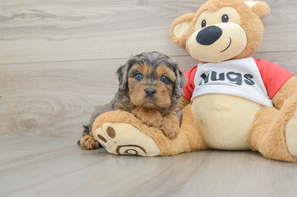 6 week old Cavapoo Puppy For Sale - Pilesgrove Pups