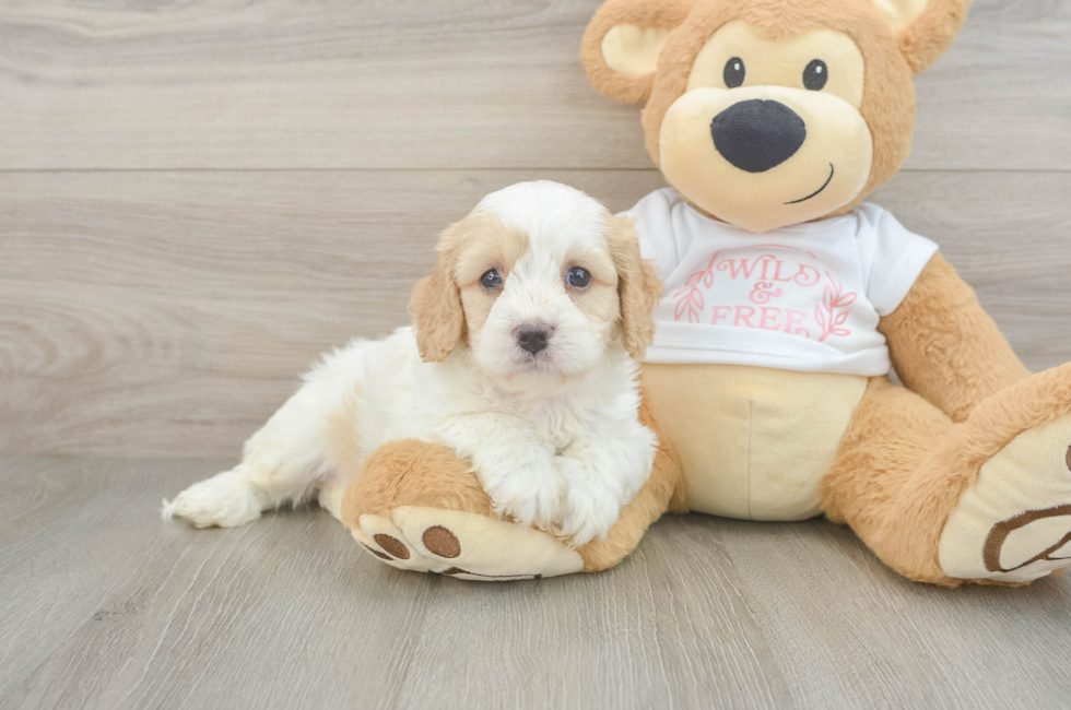 6 week old Cavapoo Puppy For Sale - Pilesgrove Pups