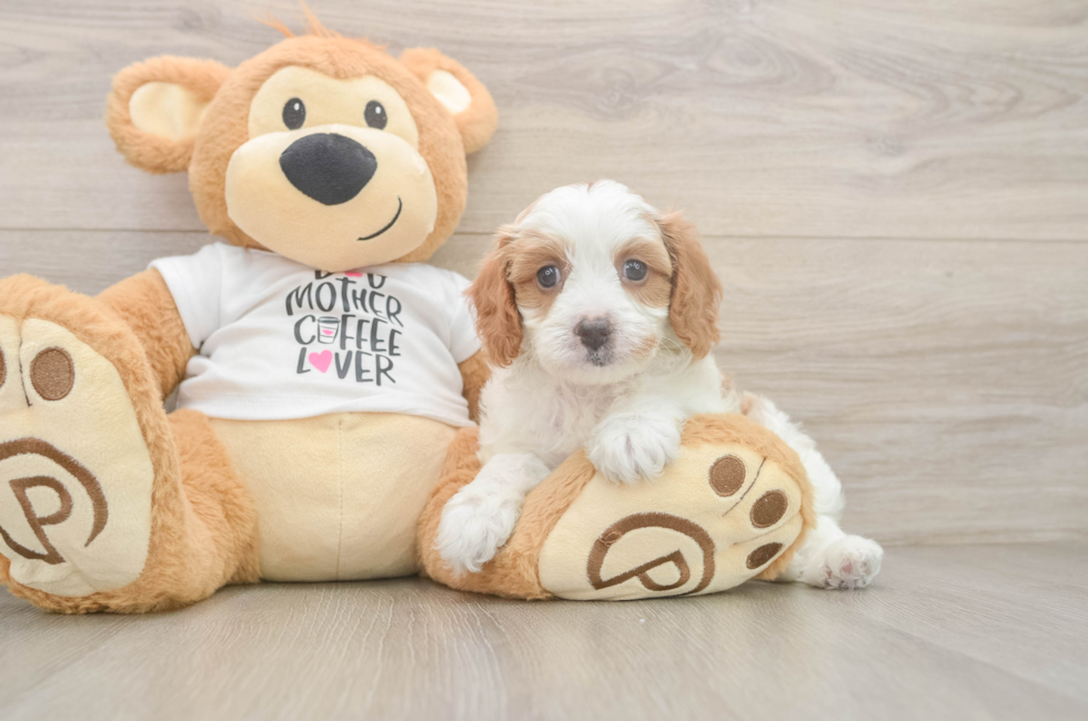 7 week old Cavapoo Puppy For Sale - Pilesgrove Pups