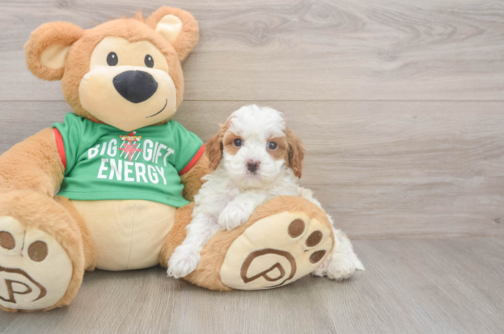5 week old Cavapoo Puppy For Sale - Pilesgrove Pups