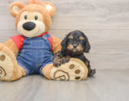 8 week old Cavapoo Puppy For Sale - Pilesgrove Pups