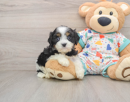 7 week old Cavapoo Puppy For Sale - Pilesgrove Pups