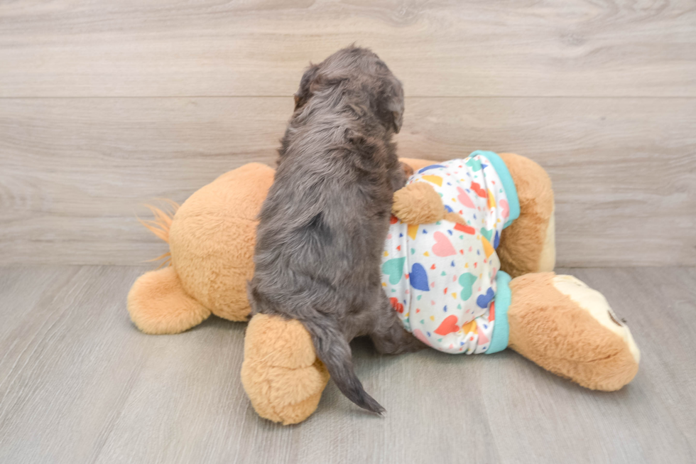 Petite Cavapoo Poodle Mix Pup