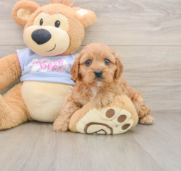 8 week old Cavapoo Puppy For Sale - Pilesgrove Pups