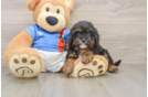 Playful Cavapoodle Poodle Mix Puppy