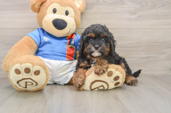 Playful Cavapoodle Poodle Mix Puppy