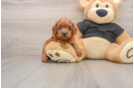 Cavapoo Pup Being Cute